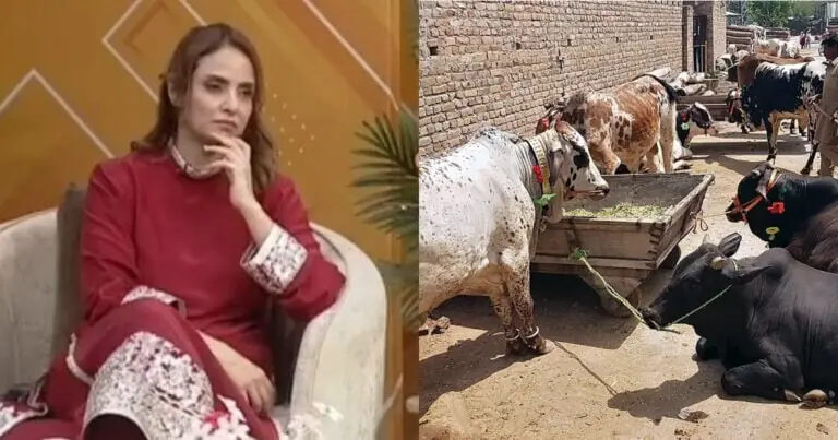 Nadia Khan's Qurbani Statement: Why Her Eid ul Adha Remarks Sparked a National Debate Nadia Khan's Qurbani Statement: Why Her Eid ul Adha Remarks Sparked a National Debate
